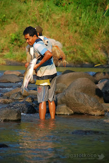 Ikan Lempon (Mahseer Fish)