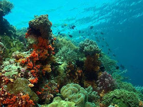 Amazing Coral - Wakatobi Island