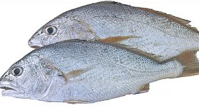 10 Jenis Ikan Untuk Ibu Berpantang Jenis Ikan Yang Tidak Gatal