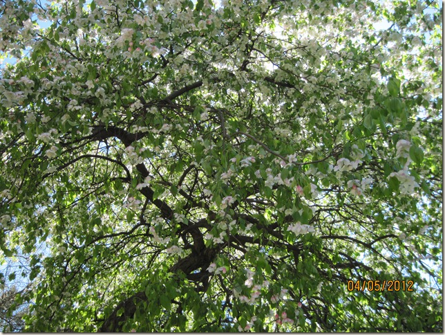 Spring 005