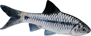 MICRO FISHING INDONESIA