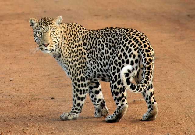 Leopard