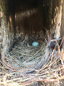 a bluebird egg in an abandoned nest