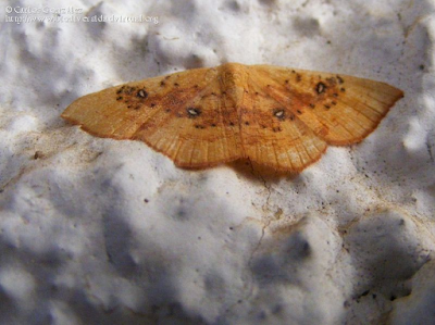 http://www.biodiversidadvirtual.org/insectarium/Cyclophora-%28Cyclophora%29-albiocellaria-%28Hubner-1789%29-img507001.html