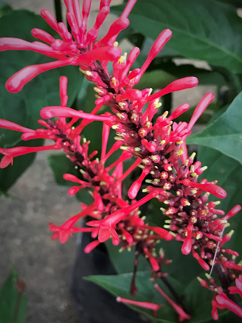 Flower Odontonema tubaeforme