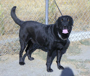 Black Labrador dog .Animals Wallpapers .Dogs Wallpapers