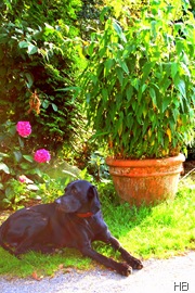 Hund vor Heinrich © H. Brune