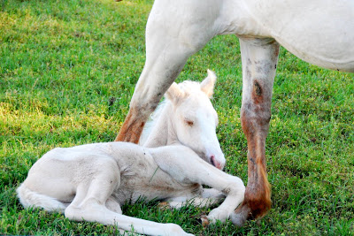 Baby Horses Pictures on Just For Pics  Baby Horse