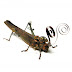 Robot-like insects from Insect Lab