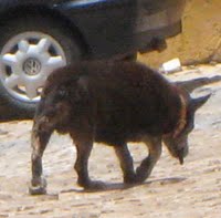 Annan koirablogi