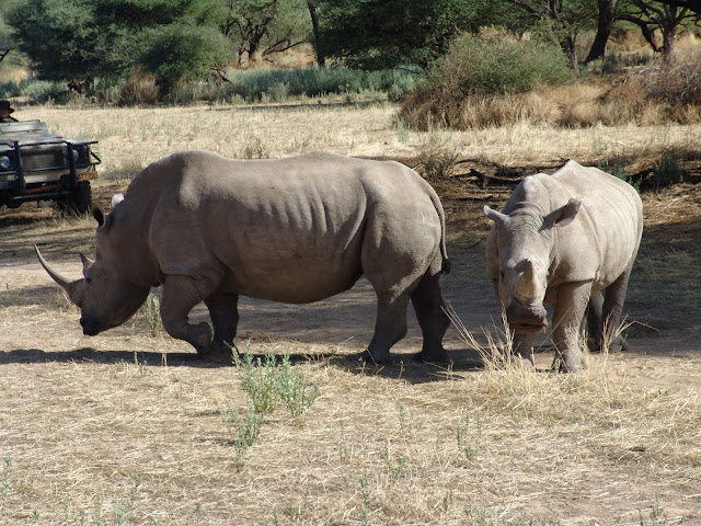 Rhino Namibia