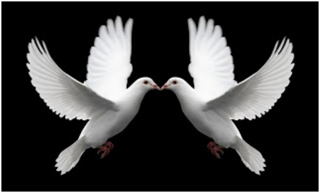  gambar  sepasang burung merpati  putih 