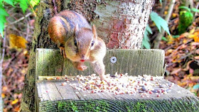 Eastern Chipmunk Great Smokey Mountains