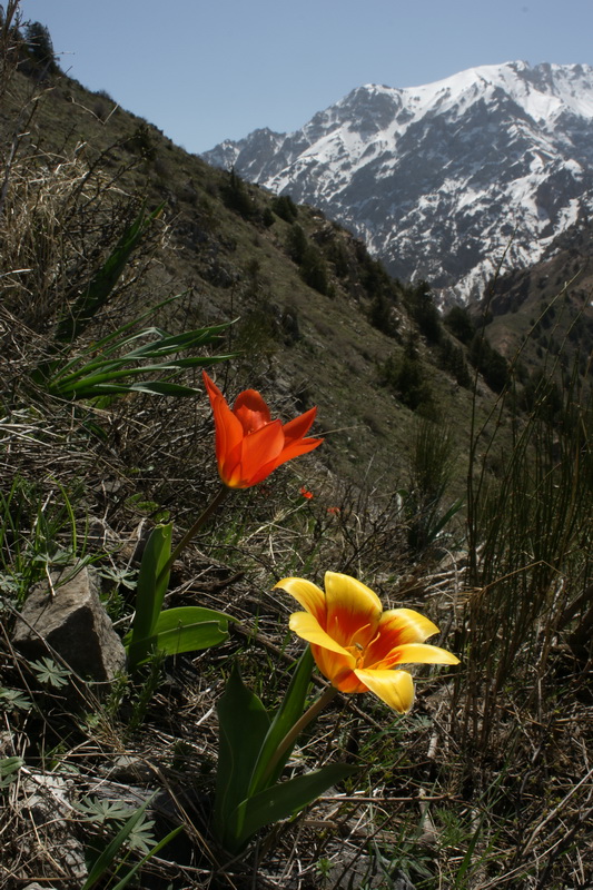 Flowers Of The Silk Road April 2011