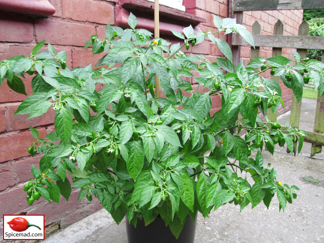 Yellow Jelly Bean Habanero - 26th August 2020