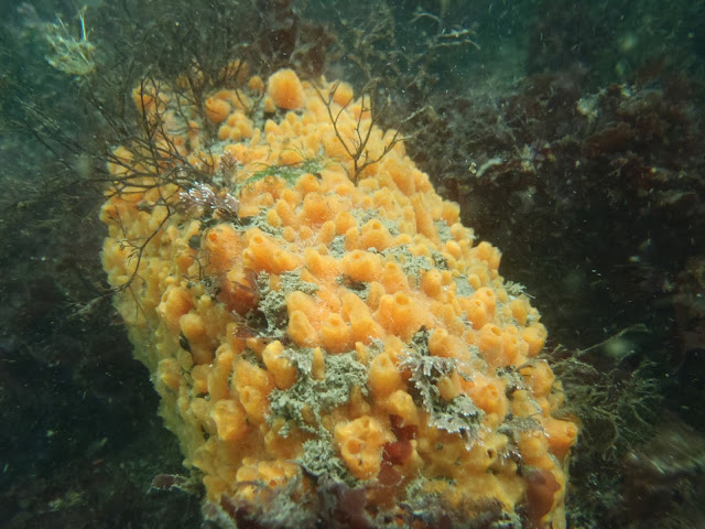 Porífera de Buceo Uruguay