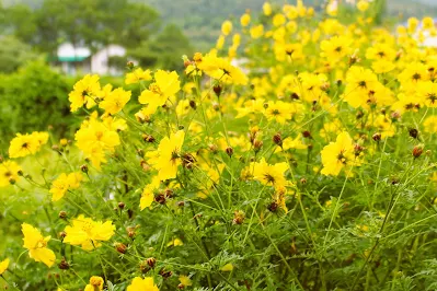 yellow cosmos flower