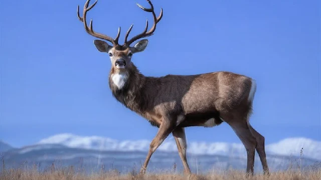 Los encierros del COVID-19 proporcionaron una oportunidad única para observar el comportamiento animal cuando la actividad humana se redujo drásticamente en un corto período de tiempo.