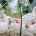 China detecta primeiro caso humano de gripe aviária H3N8 