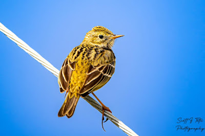 Meadow-pipit