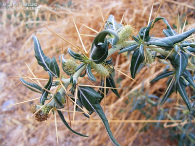 http://www.biodiversidadvirtual.org/herbarium/Xanthium-spinosum-L.-img54125.html