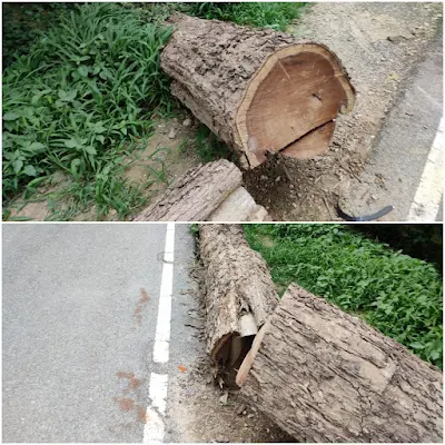 Trees Cutting For Wood Govt Officials Silent Uttar Pradesh News In Hindi