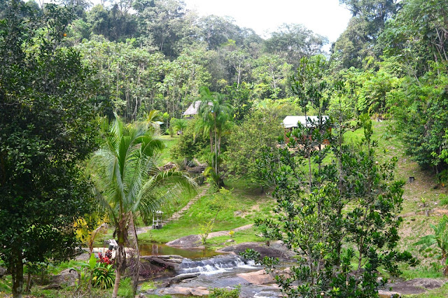 Guyane, Saül, village dans la foret tropicale, foret, oiseaux, faune et flore, calme, air Guyane, randonnée Guyane