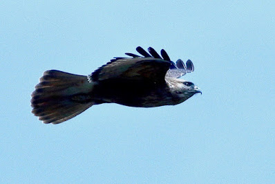 "Soaring Long-legged Buzzard (Buteo rufinus) has big wings and a unique feathered pattern on its underbelly. The bird's coloration is rufous-brown, and it has lengthy legs. The background is a wide sky, suggesting its flying habitat."