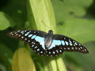 Graphium doson - Papilio doson