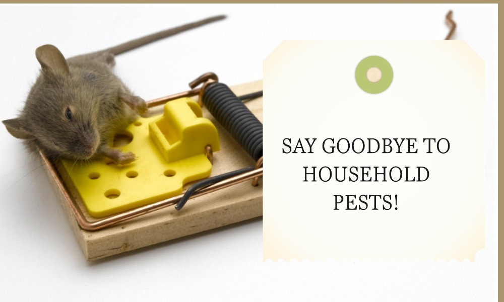 10 Common Household Pests and How to Get Rid of Them