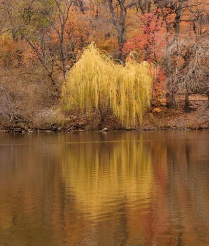 Autumn Willow2