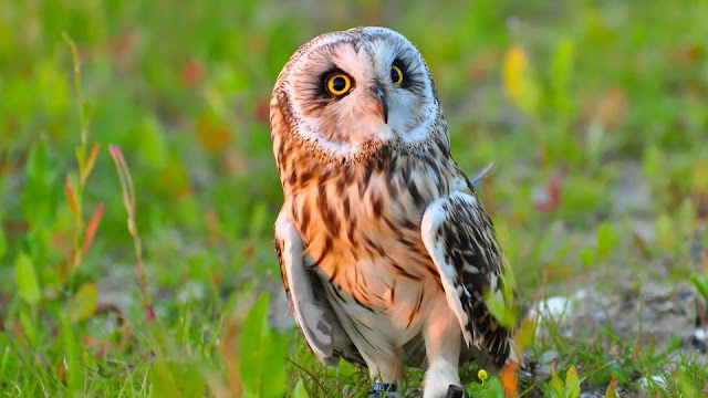 Facts About Owls