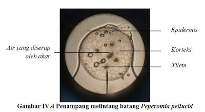 penampang melintang batang dikotil