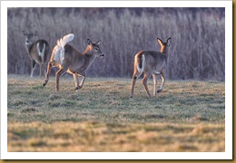 - White-tailed Deer - Does - tailD7K_2700 January 29, 2012 NIKON D7000 - White-tailed Deer - Does - tailD7K_2700 January 29, 2012 NIKON D7000