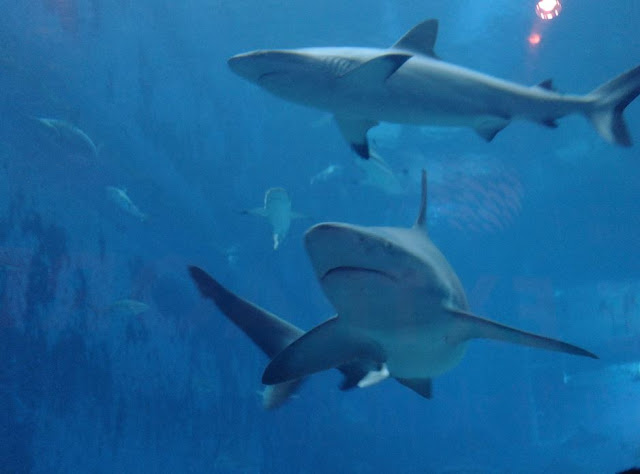 Singapore SEA Aquarium Sharks