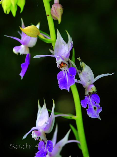 Calanthe puberula