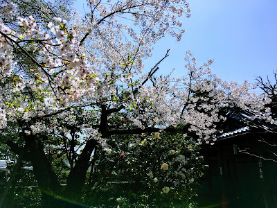 坂口安吾　風の館　庭の桜