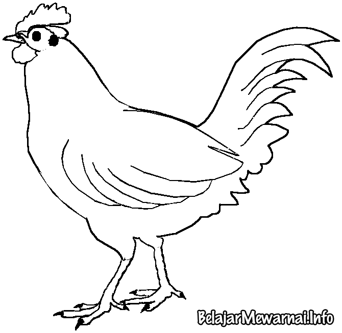 Mewarnai Gambar  Ayam  Mewarnai Gambar 