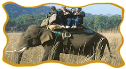 Elephant Safari Jim Corbett