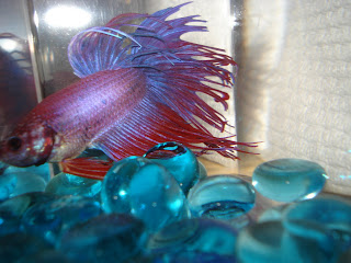 crowntain betta