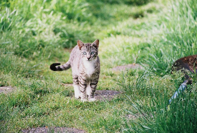 Exploring Little Tabby sees us