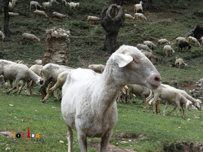 The sheep is not interested in getting clicked 