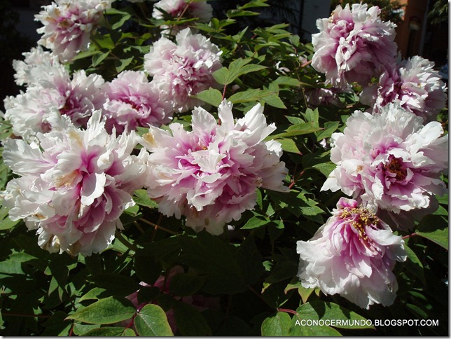 60-Novigrad.Plantas-P4260074