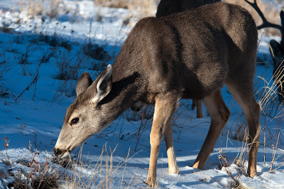 Mule Deer Doe, Rocky Mountain National Park