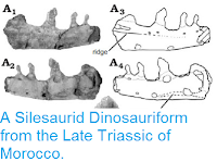 http://sciencythoughts.blogspot.co.uk/2012/06/silesaurid-dinosauriform-from-late.html