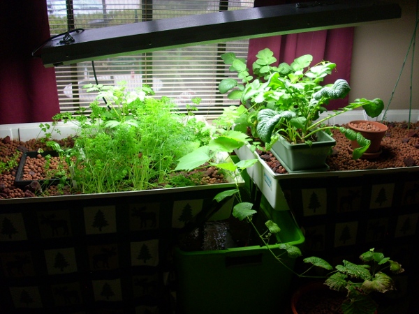 How To Start Your Own Aquaponics Garden