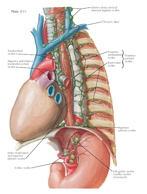 Lymphatic Drainage of Esophagus