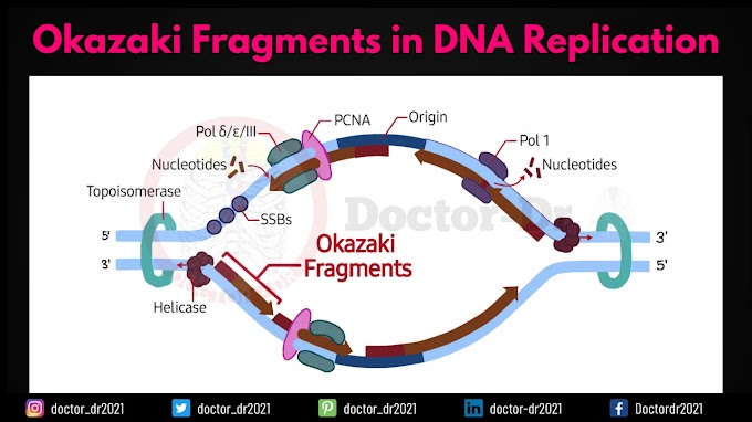 Okazaki Fragments: Discovery, Formation & Role in DNA Replication