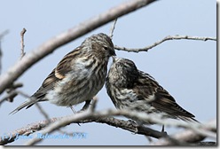 Redpoll-Juveniles_blog-3094