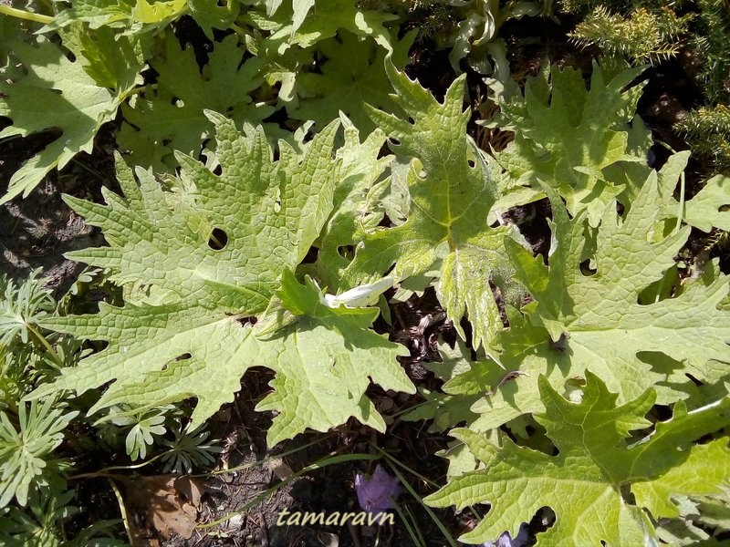 Белокопытник Татеваки (Petasites tatewakianus)